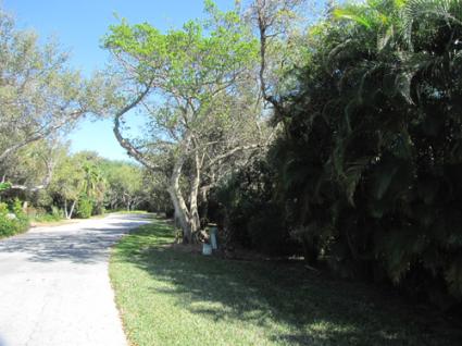Gumbo Limbo